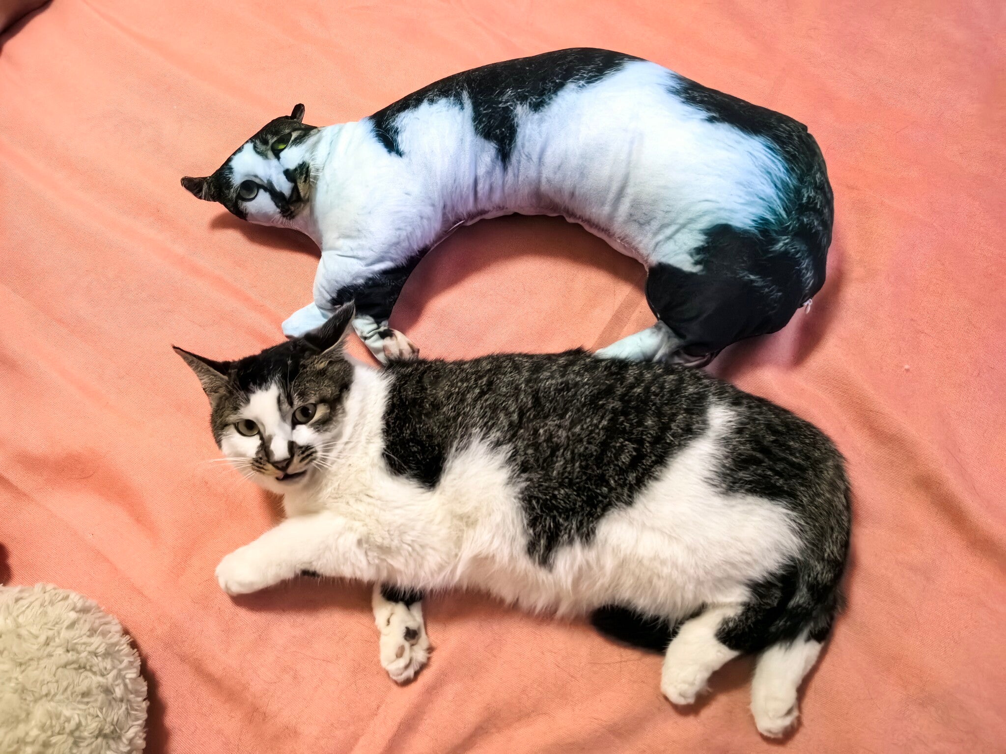 Hilarious and Lifelike Custom Pet Plushies